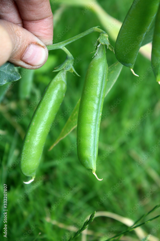 Pods of the green peas in the hand in the garden.