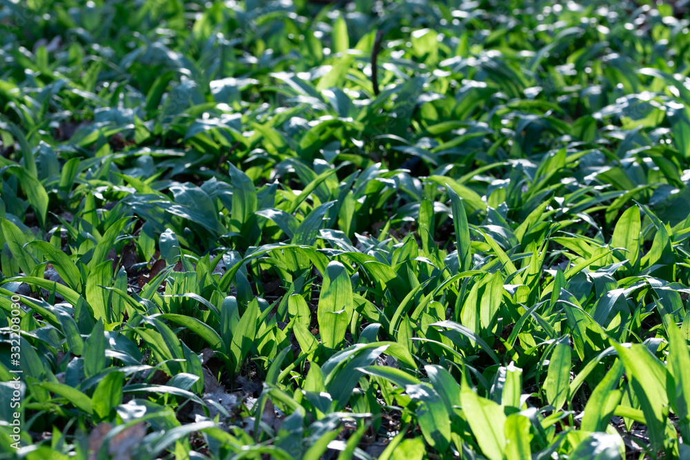 Wild garlic, bear leek in natural habitat. Bright green elliptical aromatic leaves in the woodland at early spring in warm sunlight.