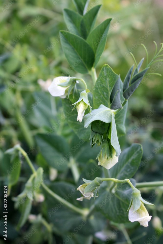 Growing and blooming green peas in the garden.