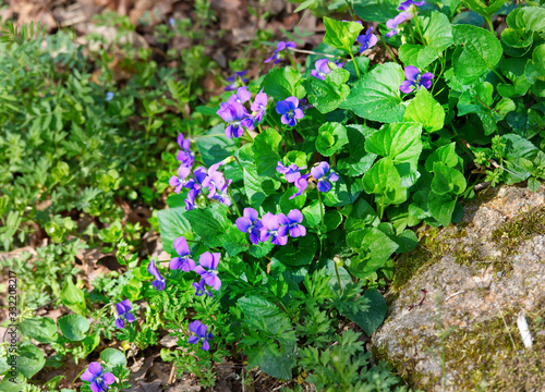 A small purple wild flower beside a small rock. 