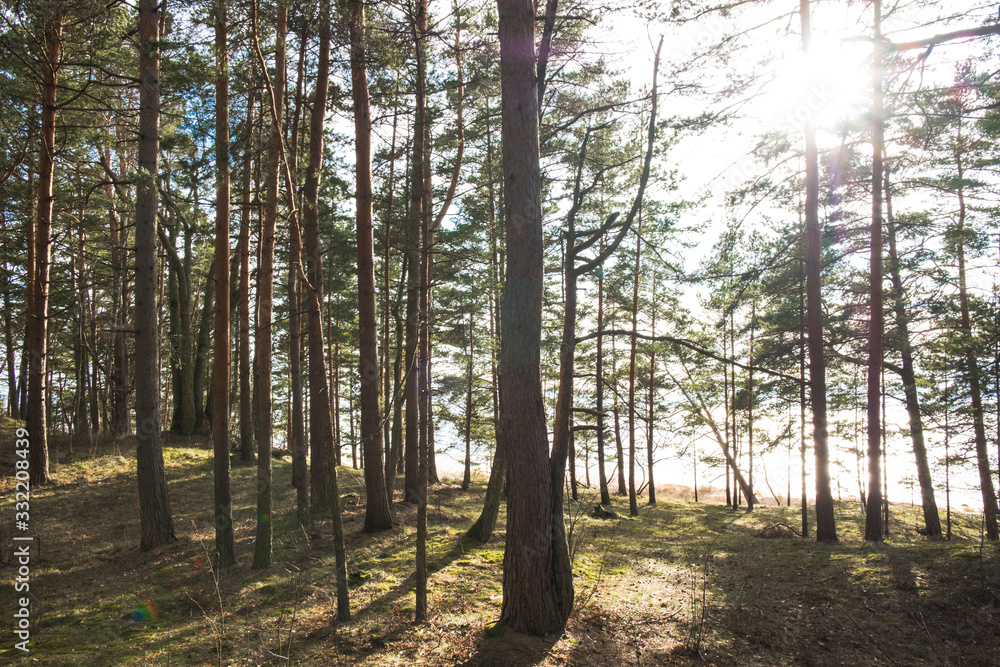 Fototapeta premium Sunny pine tree forest next to the sea