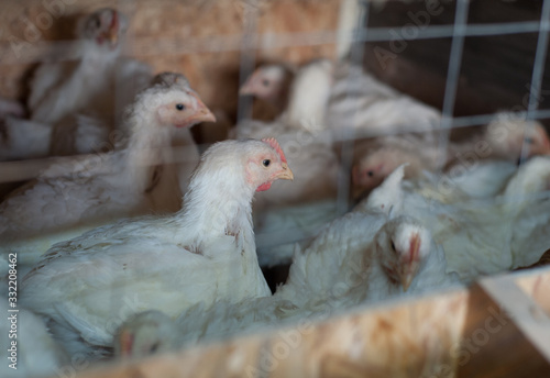 A lot of white laying hens in a cage. poultry yard, household, farm. Egg and broiler production