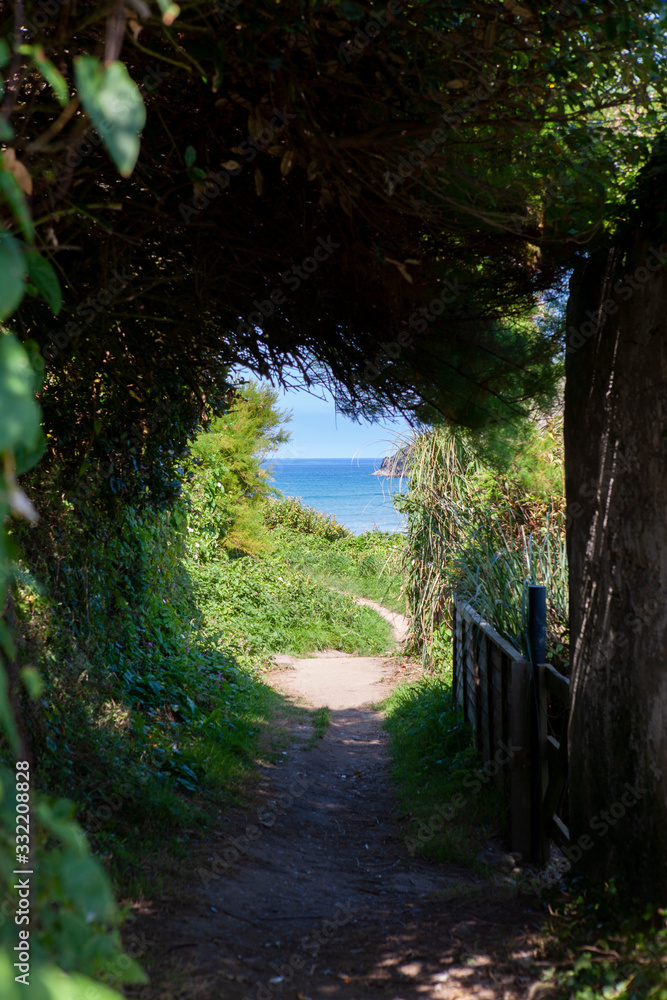 vegetation covered gravel path towards ocean