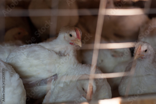 A lot of white laying hens in a cage. poultry yard, household, farm. Egg and broiler production