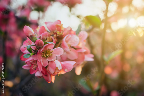 Pink scarlet malus spectabilis flowers in the garden during spring. Blurred background, sunset, close up. © Marko Duca