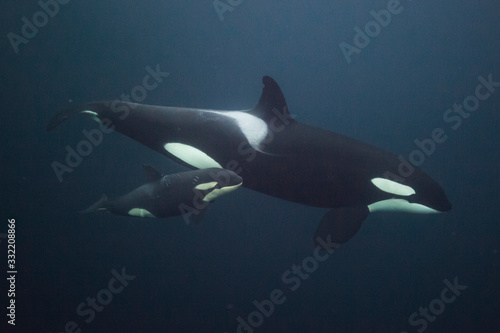 Orca calf with mother swimming side by side. Killer whales in Norwegian sea. © Petr