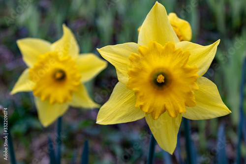 Close up of yellow daffodil flower (Narcissus pseudonarcissus) in spring © Lilli Bähr