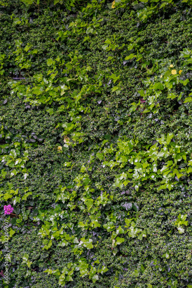 green wall with plants, vertical gardening green wall with plants, vertical gardening