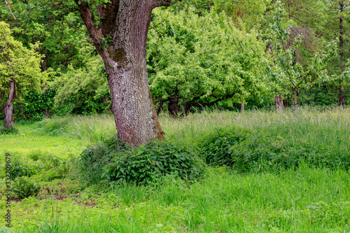 Fototapeta Naklejka Na Ścianę i Meble -  tree trunk in green environment with grass in Neudenau, Germany