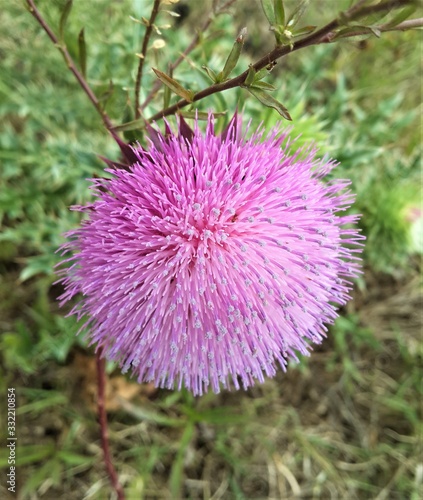 Exotic Wild Pink Flower South Africa
