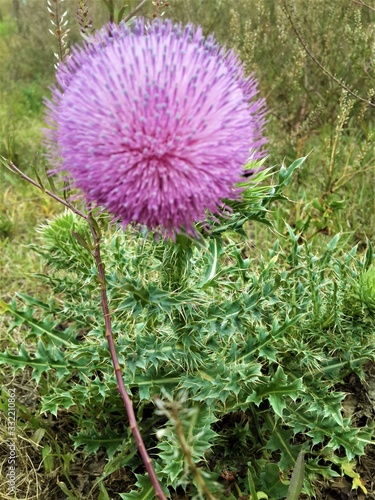 Exotic Wild Pink Flower South Africa