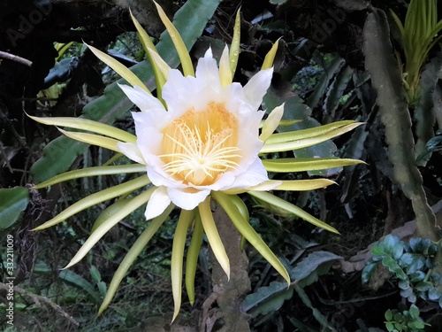 Beautiful White & Yellow Wild Flower South Africa