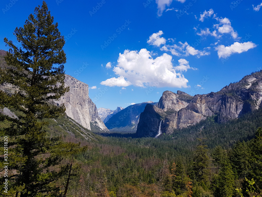 Tree and mountains background in Yosemite national park 