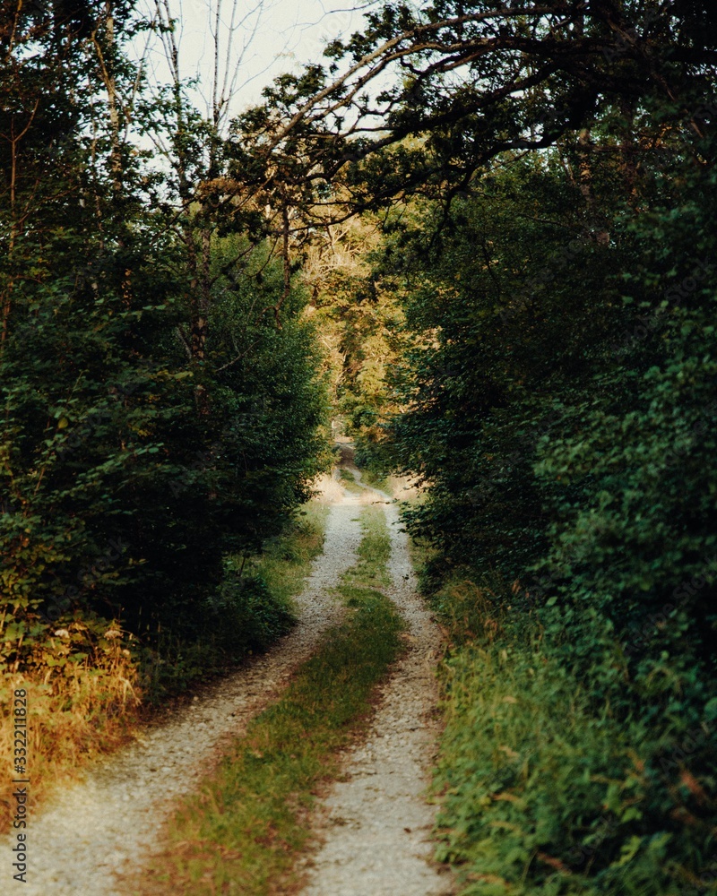 Obraz premium Waldweg