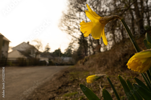 Daffodils in the evening on a quiet country road 