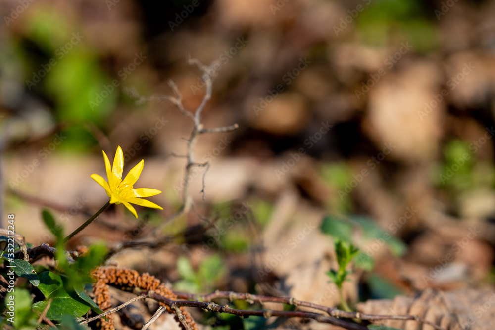 Single yellow blooming flower on the ground in forest in early spring as a symbol for new life in a young year Single yellow blooming flower on the ground in forest in early spring as a symbol for new life in a young year
