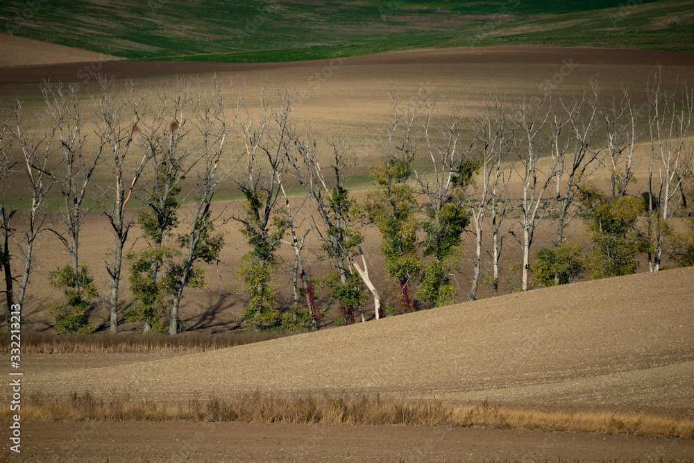 Fototapeta premium Avenue of old, dead trees among the Moravian fields