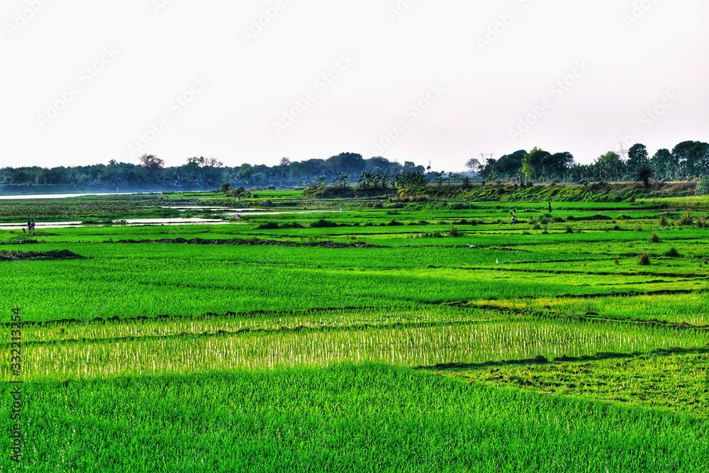 Green agricultural field of a village