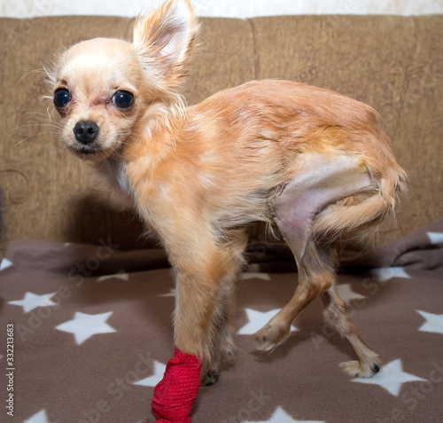 Patellar luxation in dog. Surgical correction photo