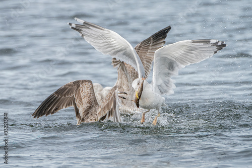 Caspian Gulls (Larus cachinnans) fight grapple with each other as they try to steal fish. Oder delta in Poland, europe.