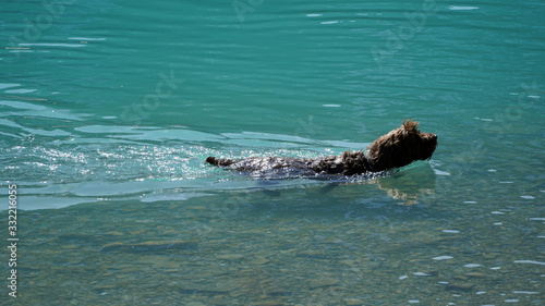 dog is swimming in a mountain lake with turquoise glacier water