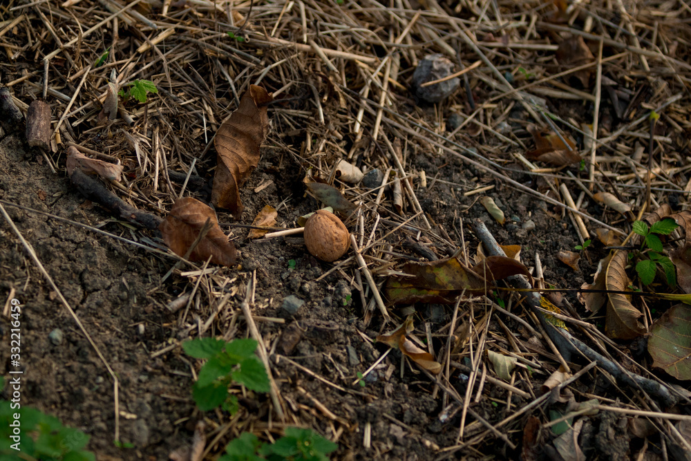 walnut lying on the ground among grass and leaves walnut lying on the ground among grass and leaves