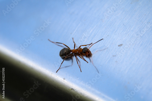 Wallpaper Mural Portrait oder eine Nahaufnahme einer Ameise Torontodigital.ca