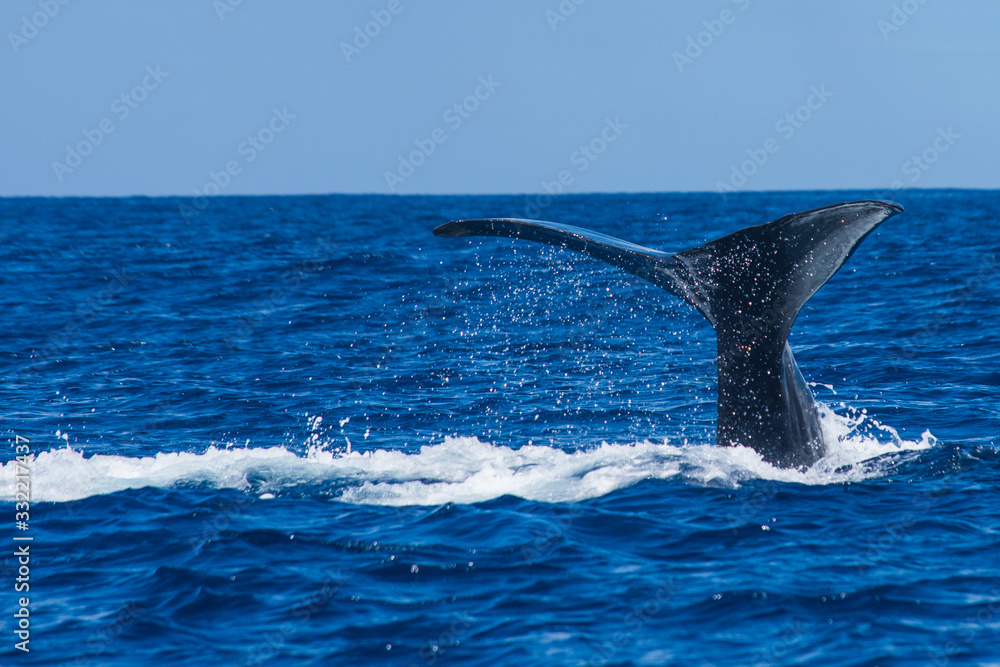 Naklejka premium Nageoire