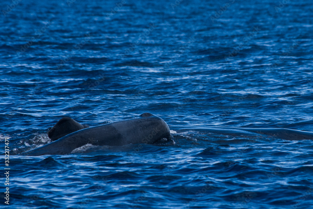 Obraz premium Baleine