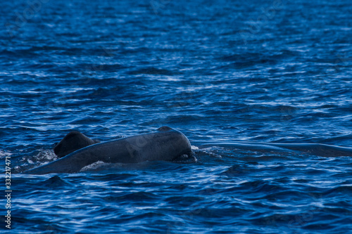 Baleine