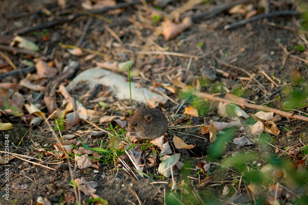 Field mouse walking on the ground between the grass