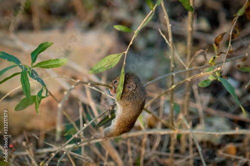 Field mouse climbing on branches in thickets