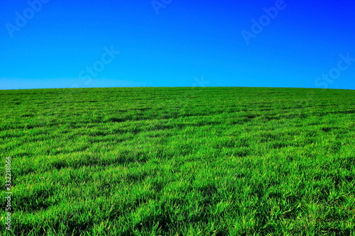 field of green grass and blue sky © mschauer