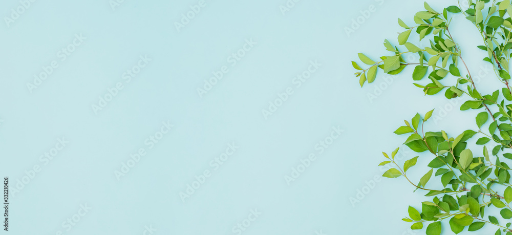 Flat lay composition with branches and green leaves on a color background Flat lay composition with branches and green leaves on a color background