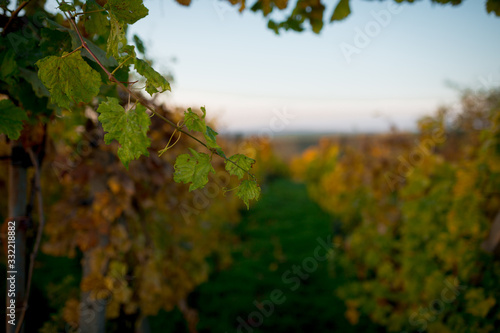Beautiful vine bushes lit by the autumn sun