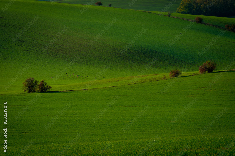 Deer in the green Czech Moravian fields