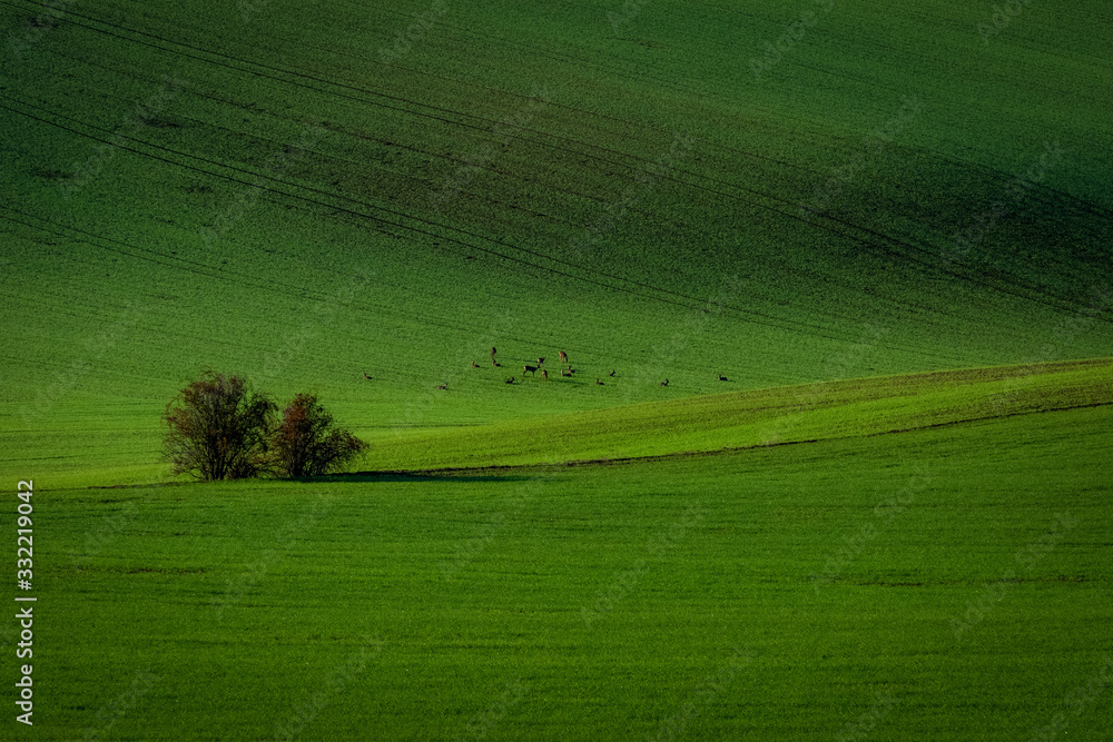 Deer in the green Czech Moravian fields