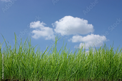 Gras