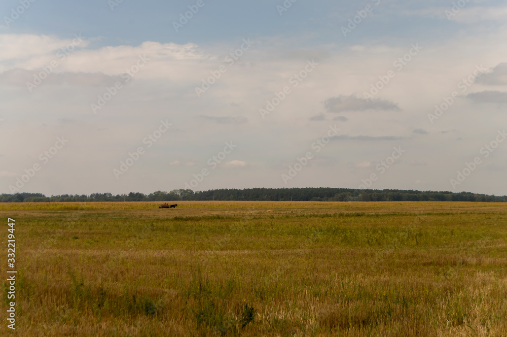 Meadow in the early autumn. Dry plants around. Green trees far away. Morning Meadow in the early autumn. Dry plants around. Green trees far away. Morning