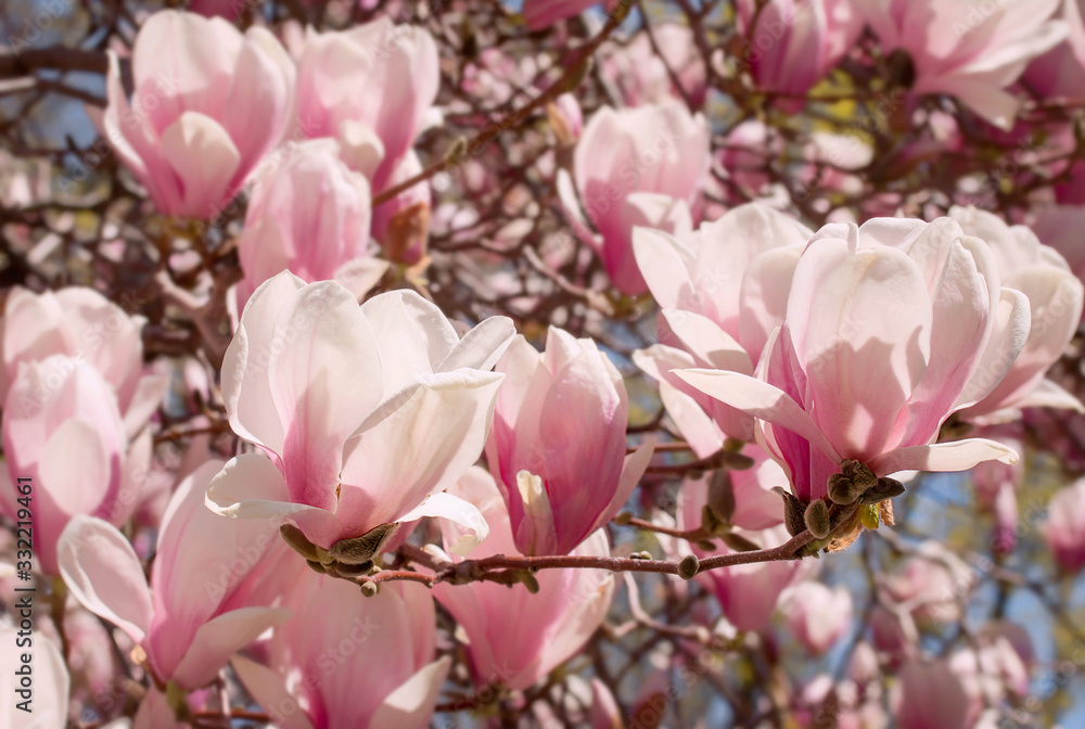 Obraz premium Tulpen-Magnolie