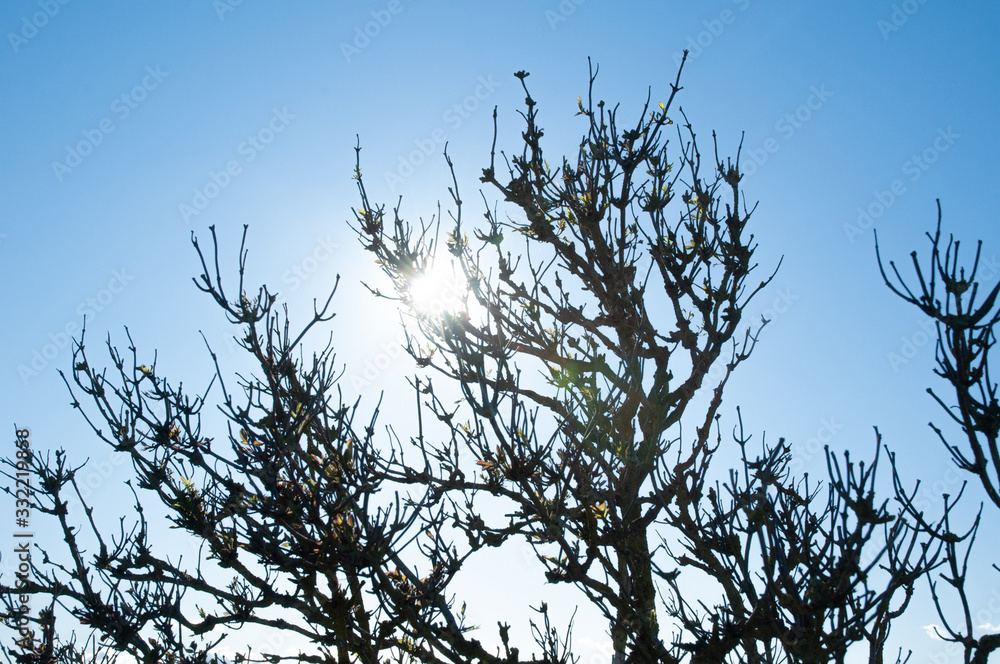 Obraz premium Sun shining through tree