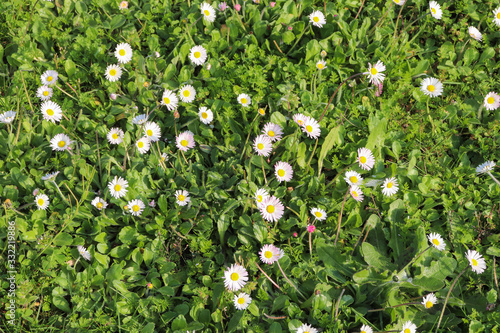 Fototapeta Paquerettes sauvages