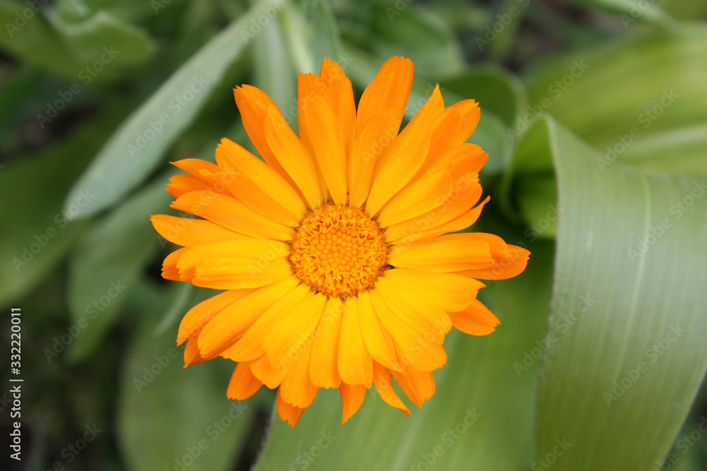 Calendula officinalis blooming in the garden.