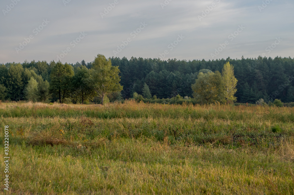 Meadow in the early autumn. Dry plants around. Green trees far away. Morning