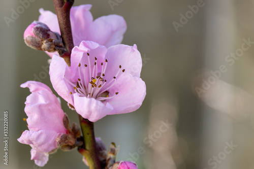 Pfirsichblüte