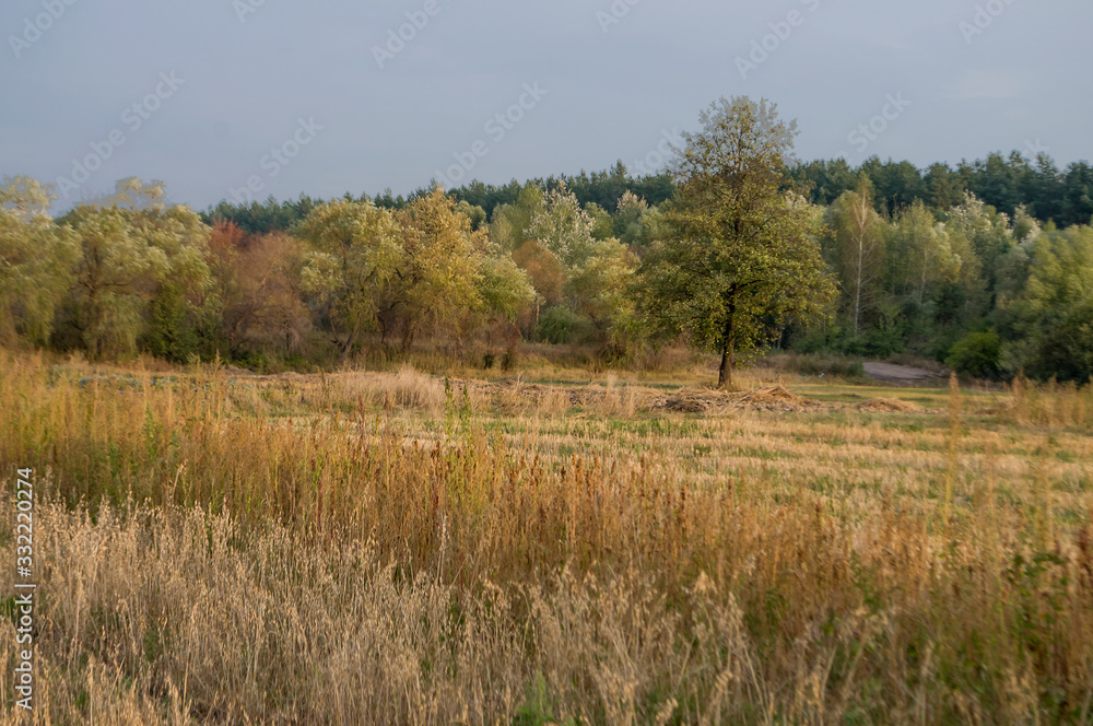 Meadow in the early autumn. Dry plants around. Green trees far away. Morning Meadow in the early autumn. Dry plants around. Green trees far away. Morning