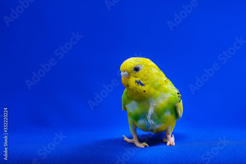 A beautiful yellow-green budgerigar sits on a blue background.