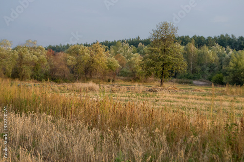 Meadow in the early autumn. Dry plants around. Green trees far away. Morning