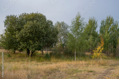 Meadow in the early autumn. Dry plants around. Green trees far away. Morning