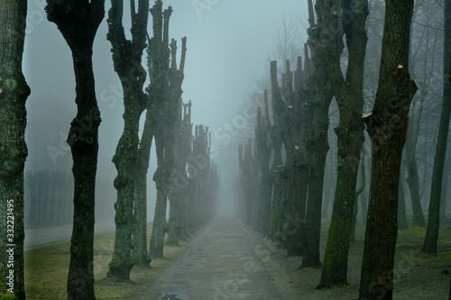Misterious landscape with misty tree alley.